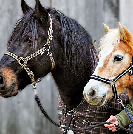 Bild Pferde Hand-Pferd