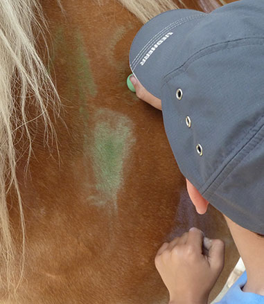 Bild Kinder malen auf Pferd